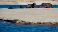 hippos on a sandbank